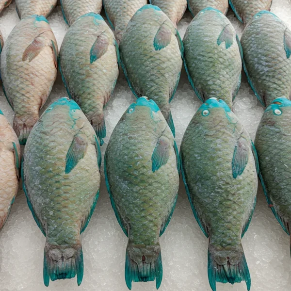 Frozen Parrot Fish WGGS - Image 2
